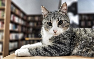 Сеть покорил кот с «галстуком» (ФОТО)