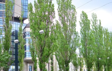 Чому в СРСР повсюди садили тополі та навіщо зараз їх активно вирубують: про це цікаво знати