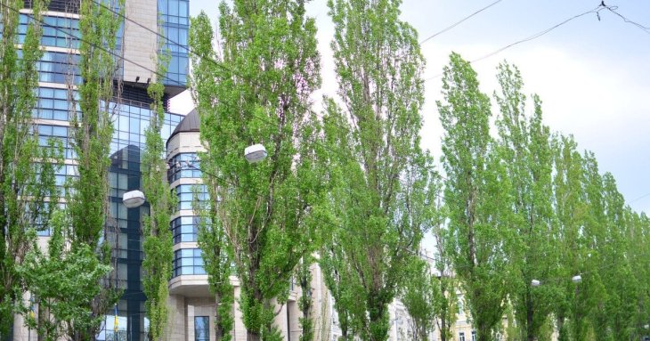 Чому в СРСР повсюди садили тополі та навіщо зараз їх активно вирубують: про це цікаво знати