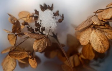День ангела 29 січня: кого та як вітати з іменинами