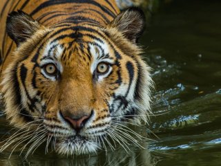 Тигрица, получившая в подарок две бочки, была в восторге (ВИДЕО)
