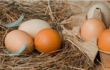 Влияет ли употребление яиц на уровень холестерина: мнение ученых