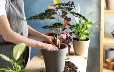 Правила пересадки комнатных растений