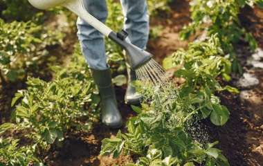 Как правильно ухаживать за участком: полезные советы для начинающих садоводов