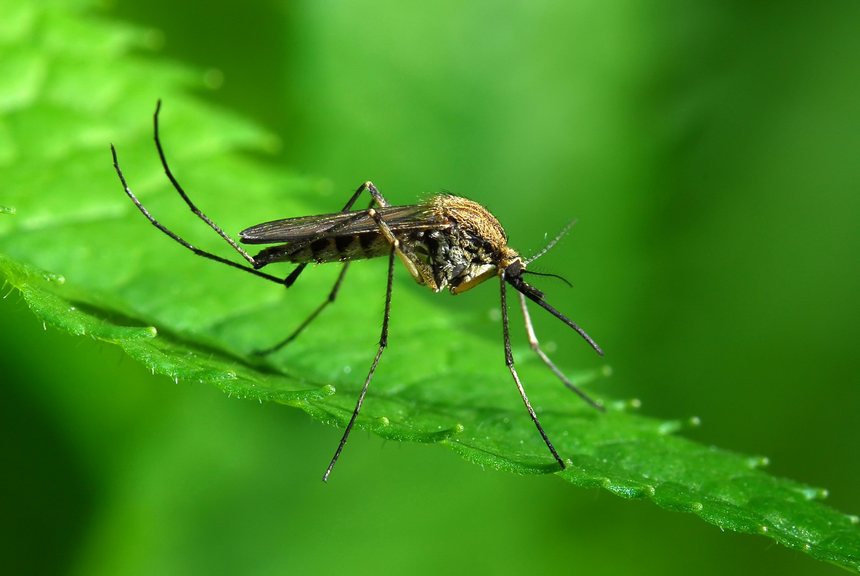 как избавиться от комаров в домашних условиях